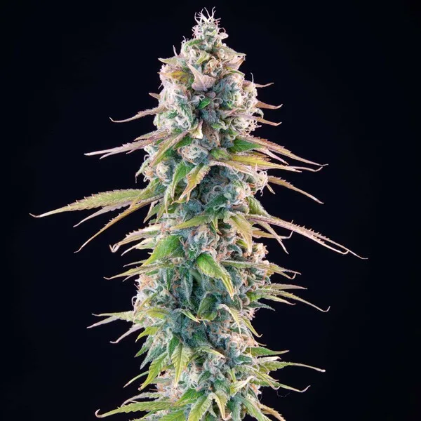 Gelato 44 Nasiona feminizowane - obrazek 4