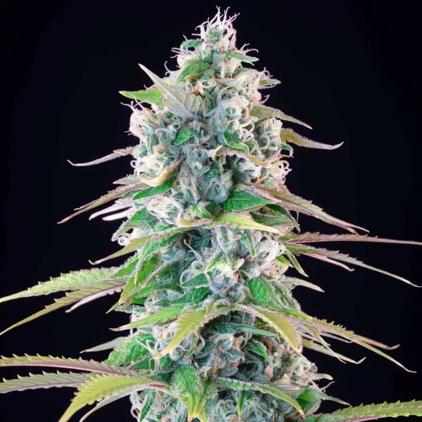 Gelato 44 Nasiona feminizowane - obrazek 5