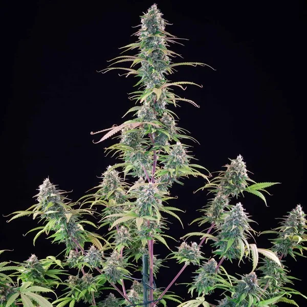 Gelato 44 Nasiona feminizowane - obrazek 6