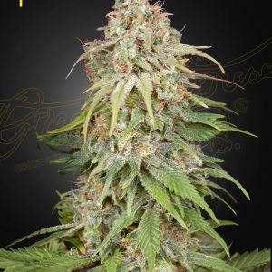 GH Amnesia Feminised
