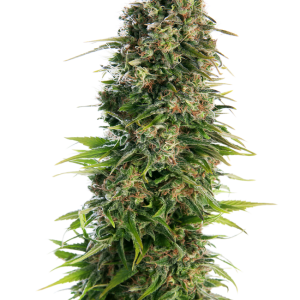 Hindu Kush Auto