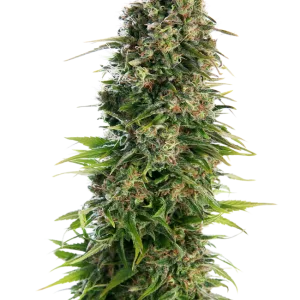 Hindu Kush Auto