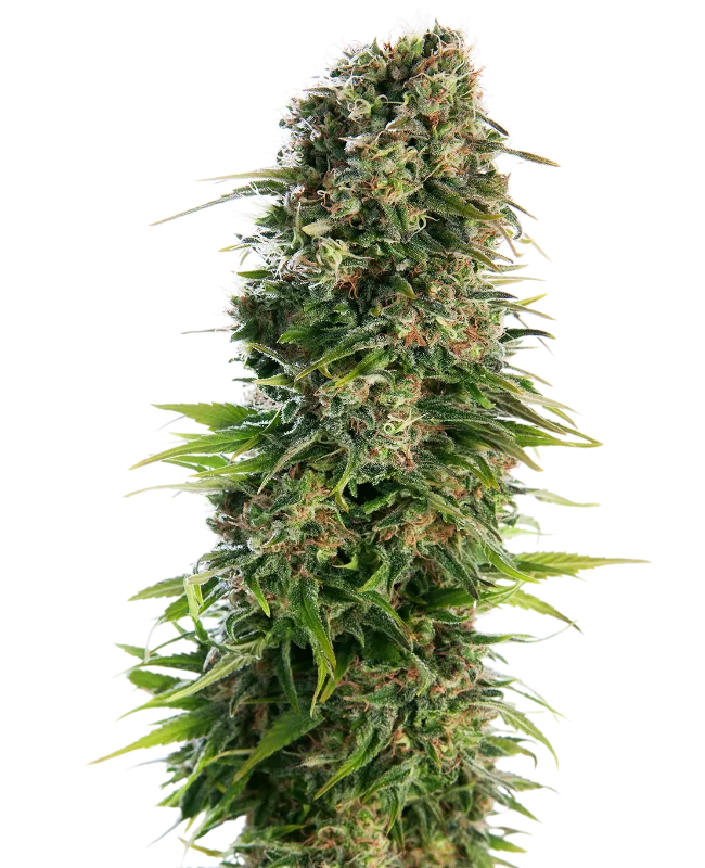 Hindu Kush Auto Graines Autofloraison