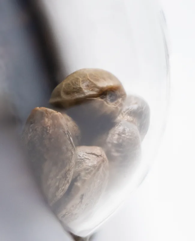 Hindu Kush Auto Graines Autofloraison – Image 3