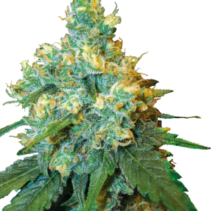 Jack Herer Regular