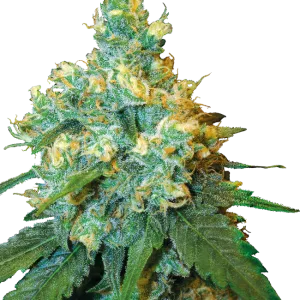 Jack Herer Semillas regulares