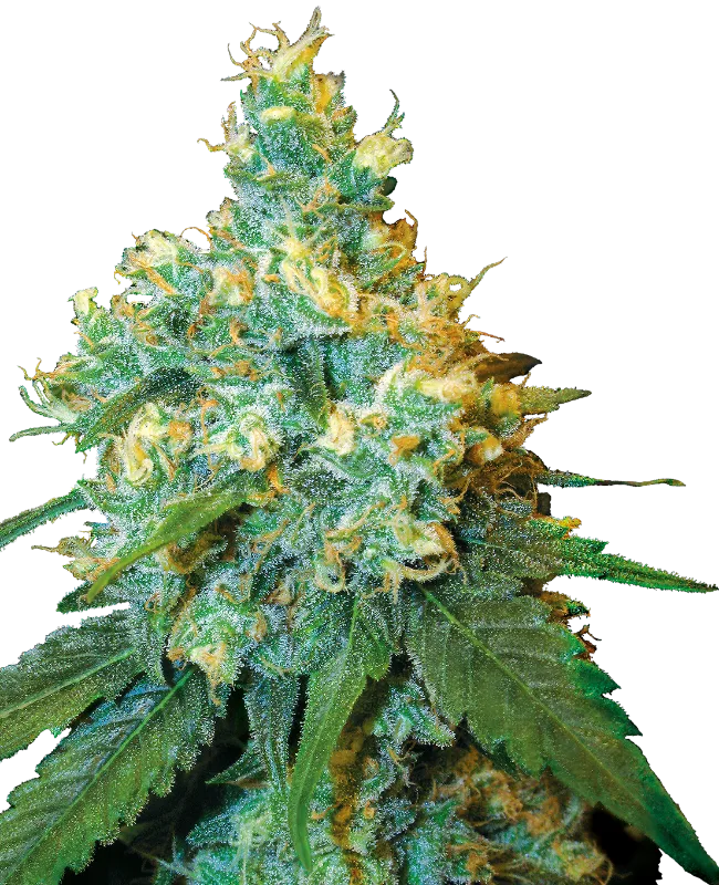 Jack Herer Regular