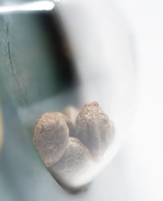Jack Herer Regular - Image 3