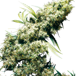 Jamaican Pearl Regular