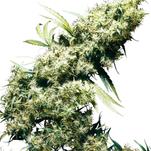 Jamaican Pearl Semillas regulares