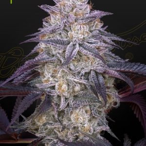 King's Juice Auto