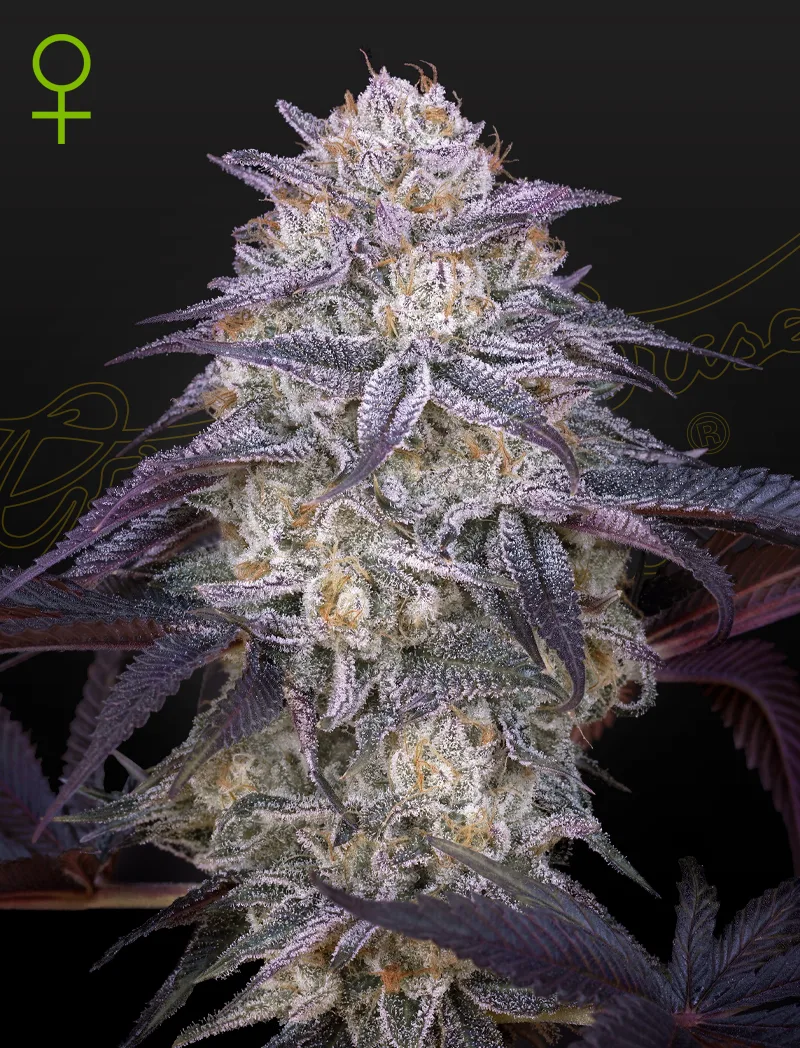King's Juice Auto Semi Autofiorenti
