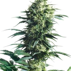 Mother's Finest Regular