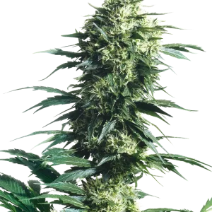Mother's Finest Semillas regulares