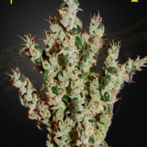 NL5 Haze Mist Feminised