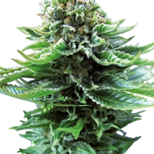Northern Lights Auto