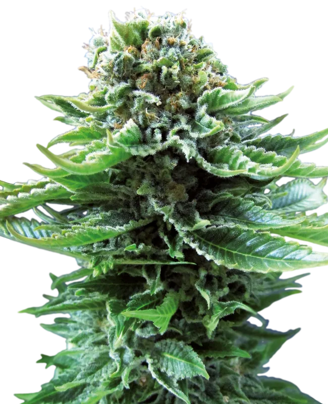 Northern Lights Auto Graines Autofloraison