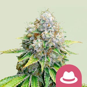 OG Kush Feminised