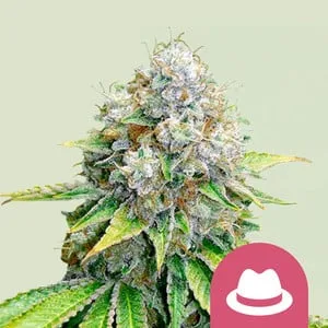 OG Kush Feminisierte Samen