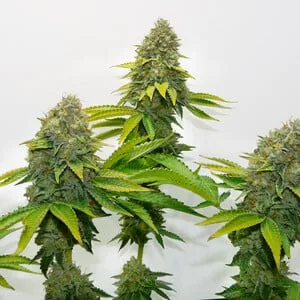 OG Kush Graines Féminisées – Image 3