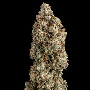 OG Kush Graines Féminisées – Image 4