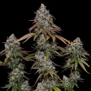 OG Kush Graines Féminisées – Image 7