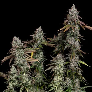 OG Kush Graines Féminisées – Image 8