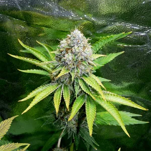 OG Kush Graines Féminisées – Image 10