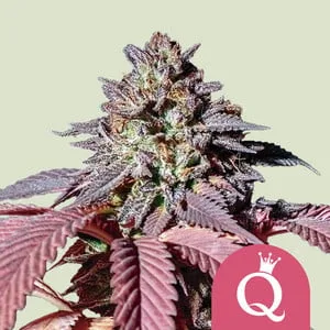Purple Queen Feminised