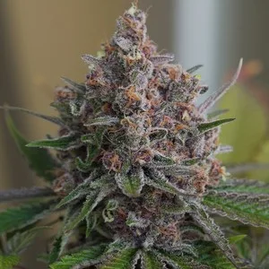 Purple Queen Nasiona feminizowane - obrazek 6