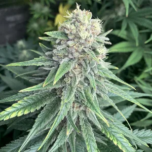 Purple Queen Nasiona feminizowane - obrazek 9