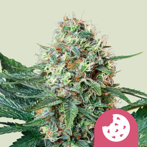 Royal Cookies Feminised