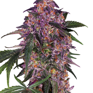 Sensi Purple Kush Feminised