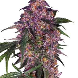 Sensi Purple Kush Feminisierte Samen