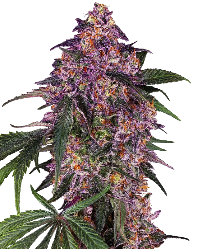 Sensi Purple Kush Feminisierte Samen
