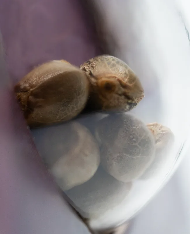 Sensi Purple Kush Feminisierte Samen – Bild 3