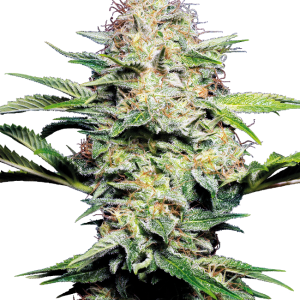 Sensi Skunk Auto