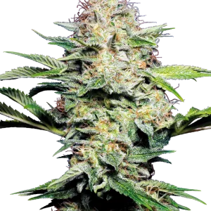 Sensi Skunk Auto Graines Autofloraison