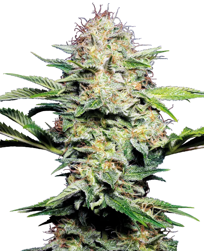Semințe autoflower de canabis Sensi Skunk Auto
