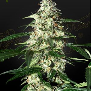 Skunk Auto