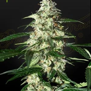 Skunk Auto Graines Autofloraison