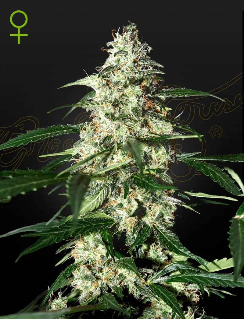Skunk Auto Sementes Autoflorescentes - Imagem 2