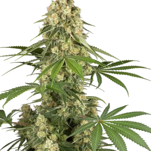 Sticky Orange XXL Feminised