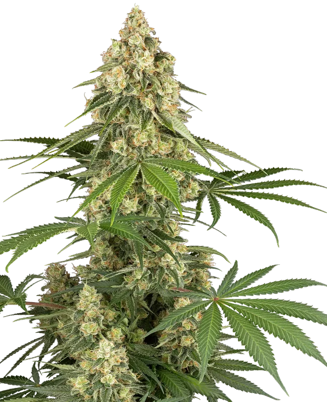 Sticky Orange XXL Feminisierte Samen