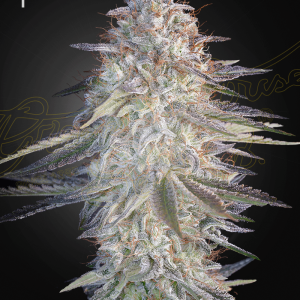Super Lemon Haze x Pink Candy Feminised