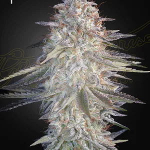 Super Lemon Haze x Pink Candy Feminisierte Samen