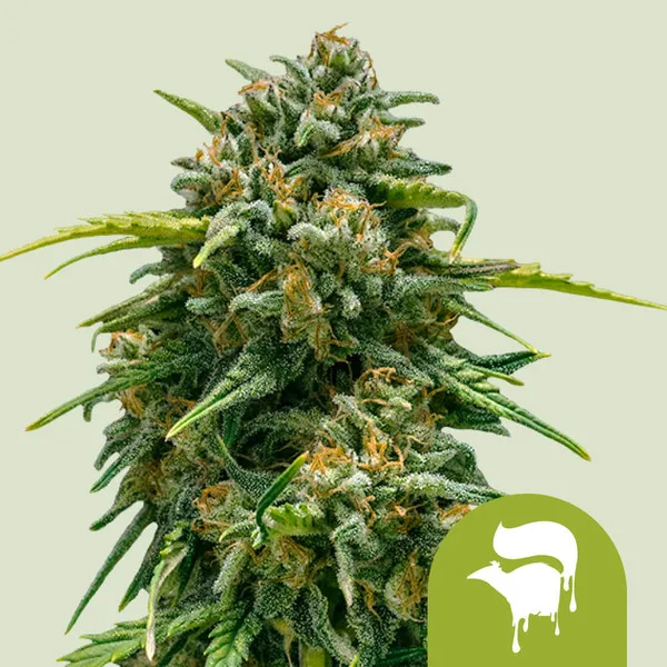 Sweet Skunk Auto Graines Autofloraison