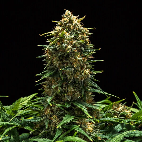 Sweet Skunk Auto Graines Autofloraison – Image 6
