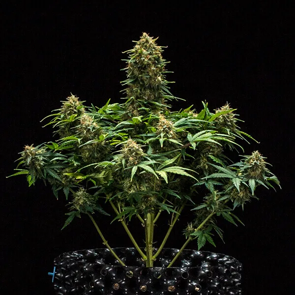 Sweet Skunk Auto Graines Autofloraison – Image 7
