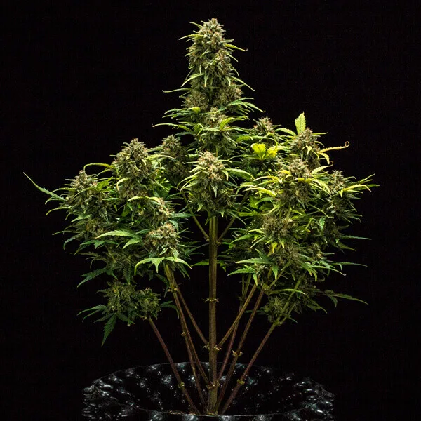 Sweet Skunk Auto Graines Autofloraison – Image 8